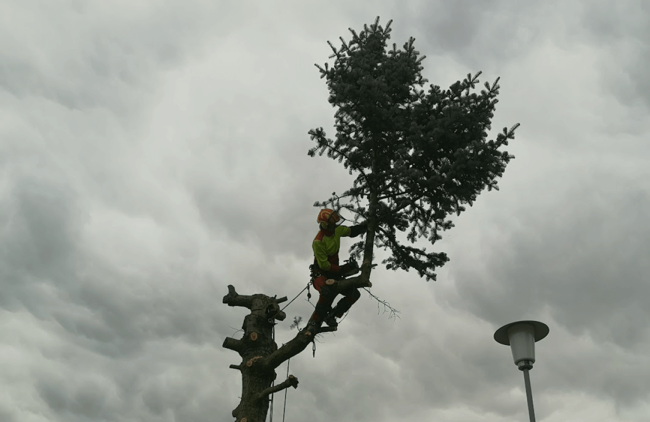 rizikové kácení stromů_arboristika
