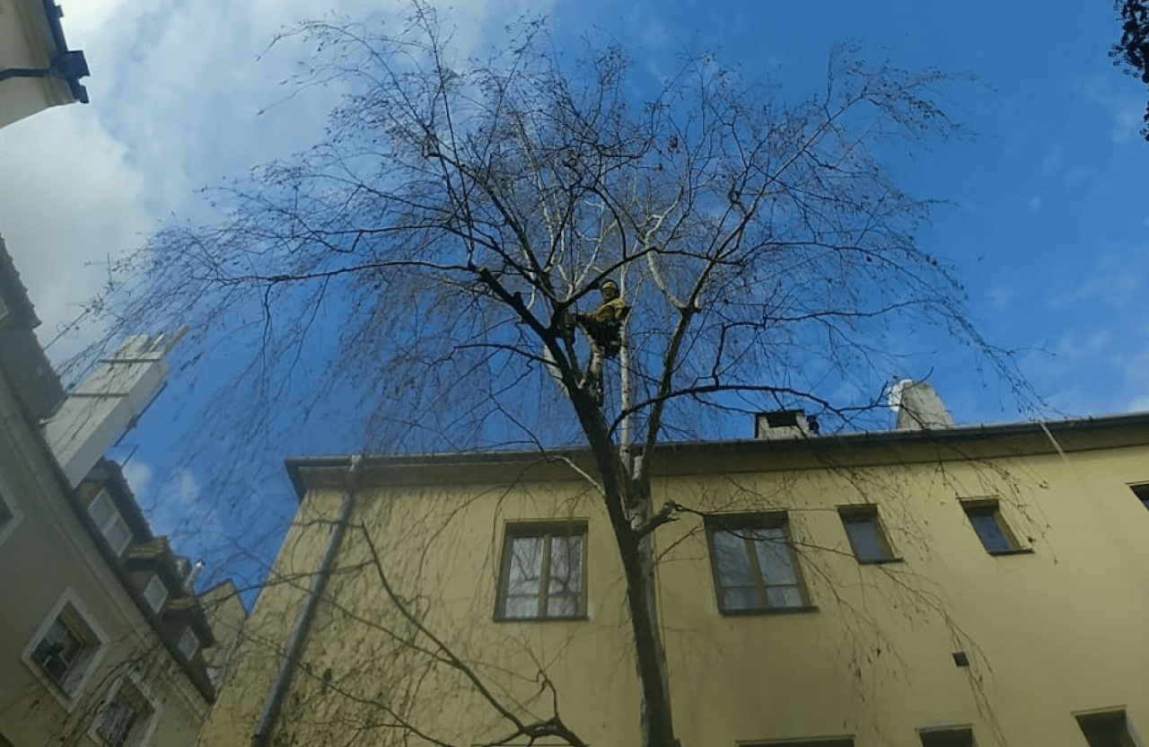 odborný ořez stromů_arboristika