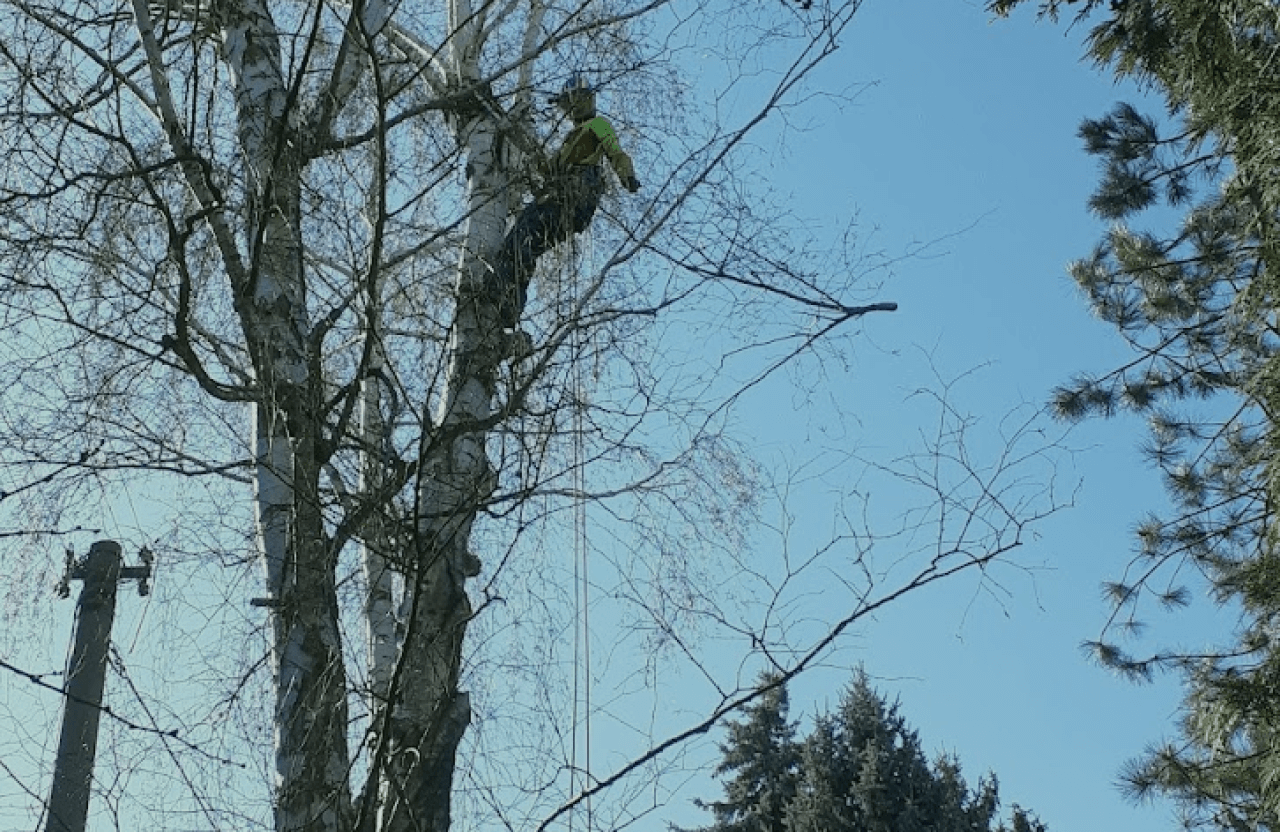 rizikové kácení stromů_arboristika