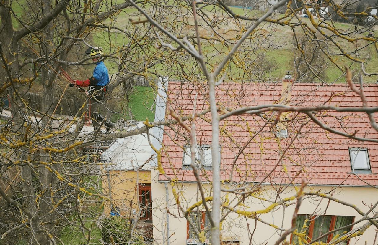 odborný ořez stromů_arboristika