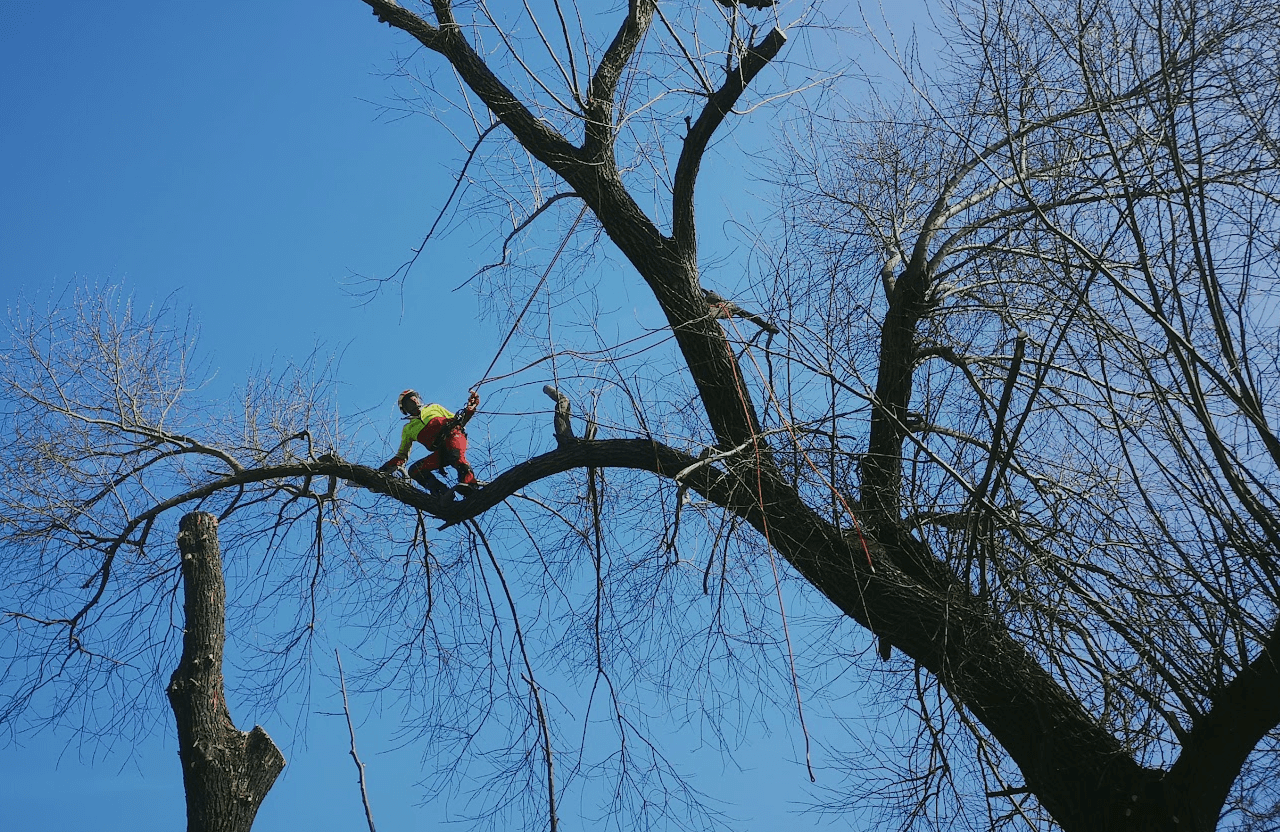 rizikové kácení stromů_arboristika
