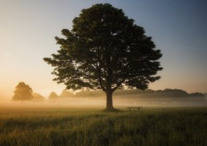 celostní přístup k arboristice